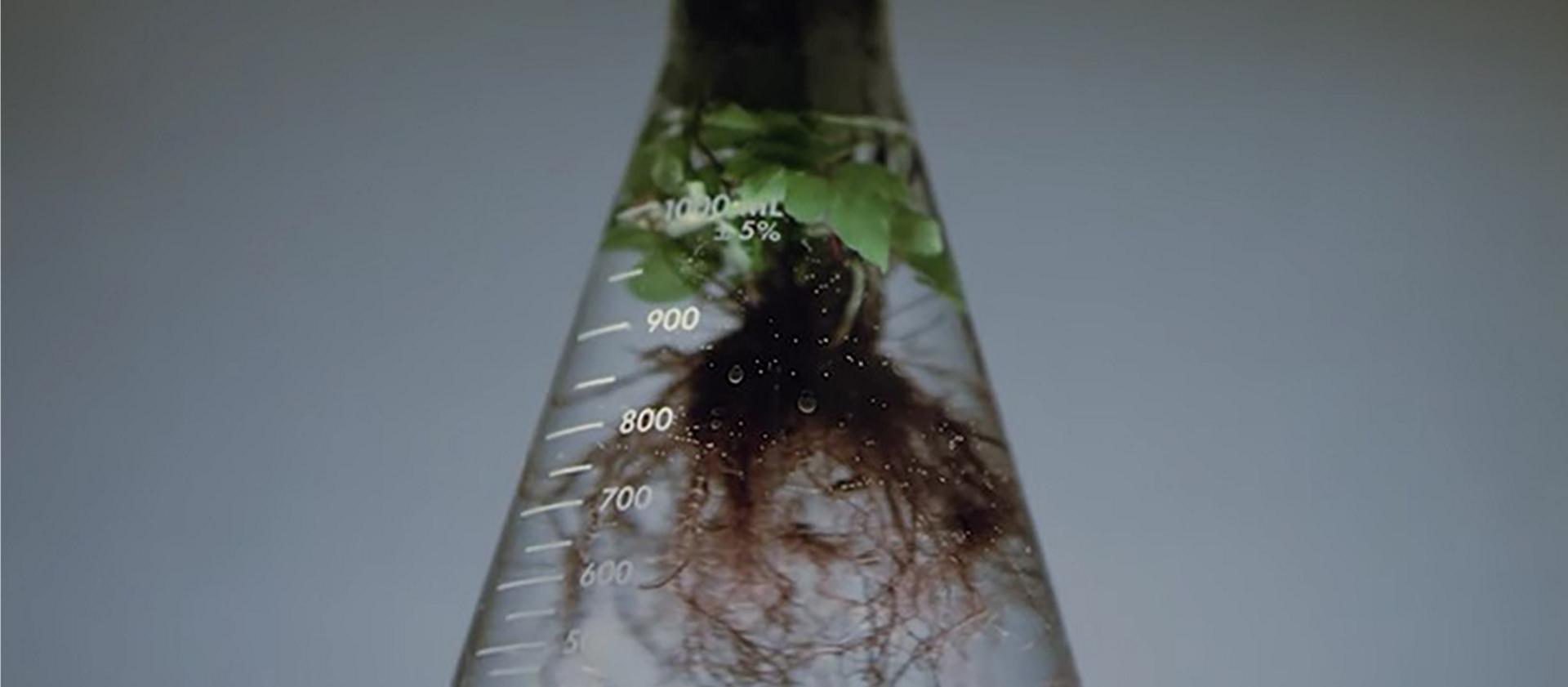 Roots of a plant growing in a test tube