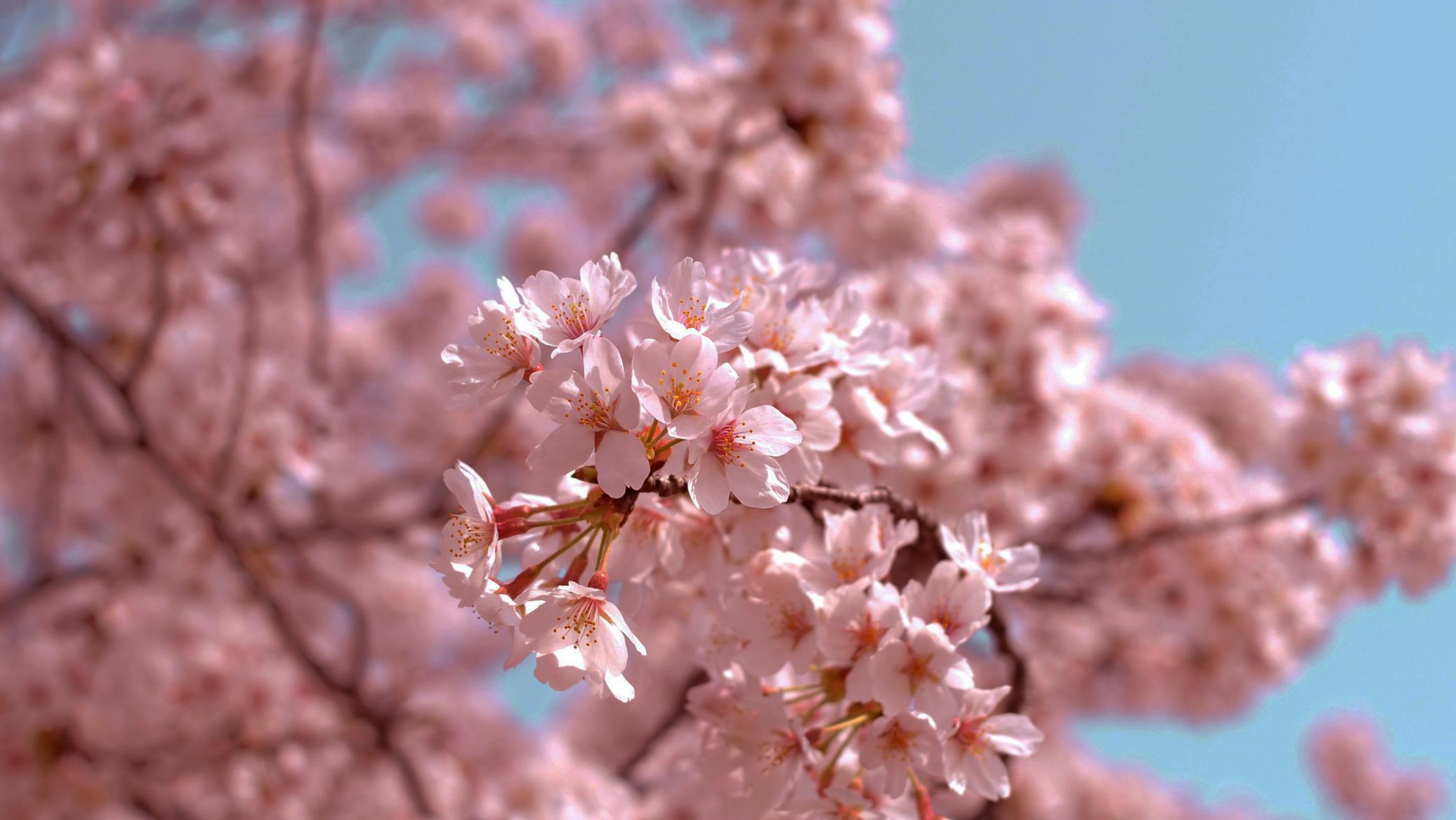A photo of cherry blossoms.
