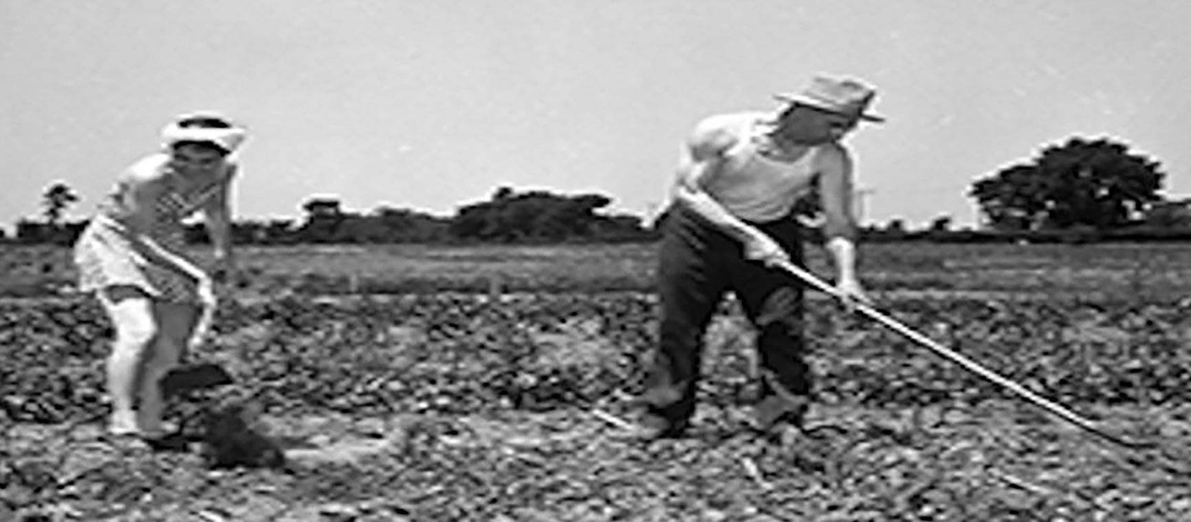 Man and woman tending crops