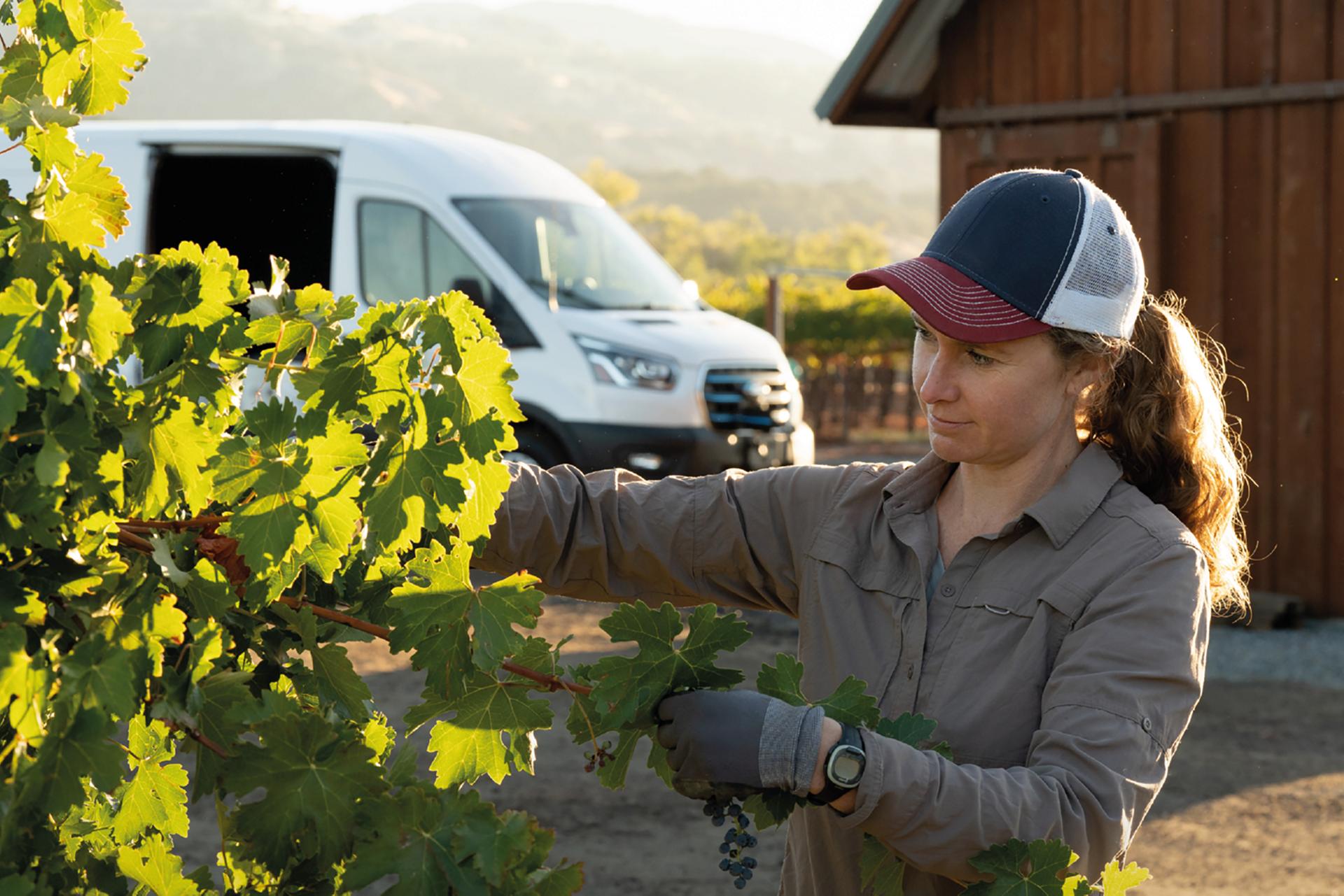 A field worker tends to their grape vines, their Ford Transit® van parked in the background