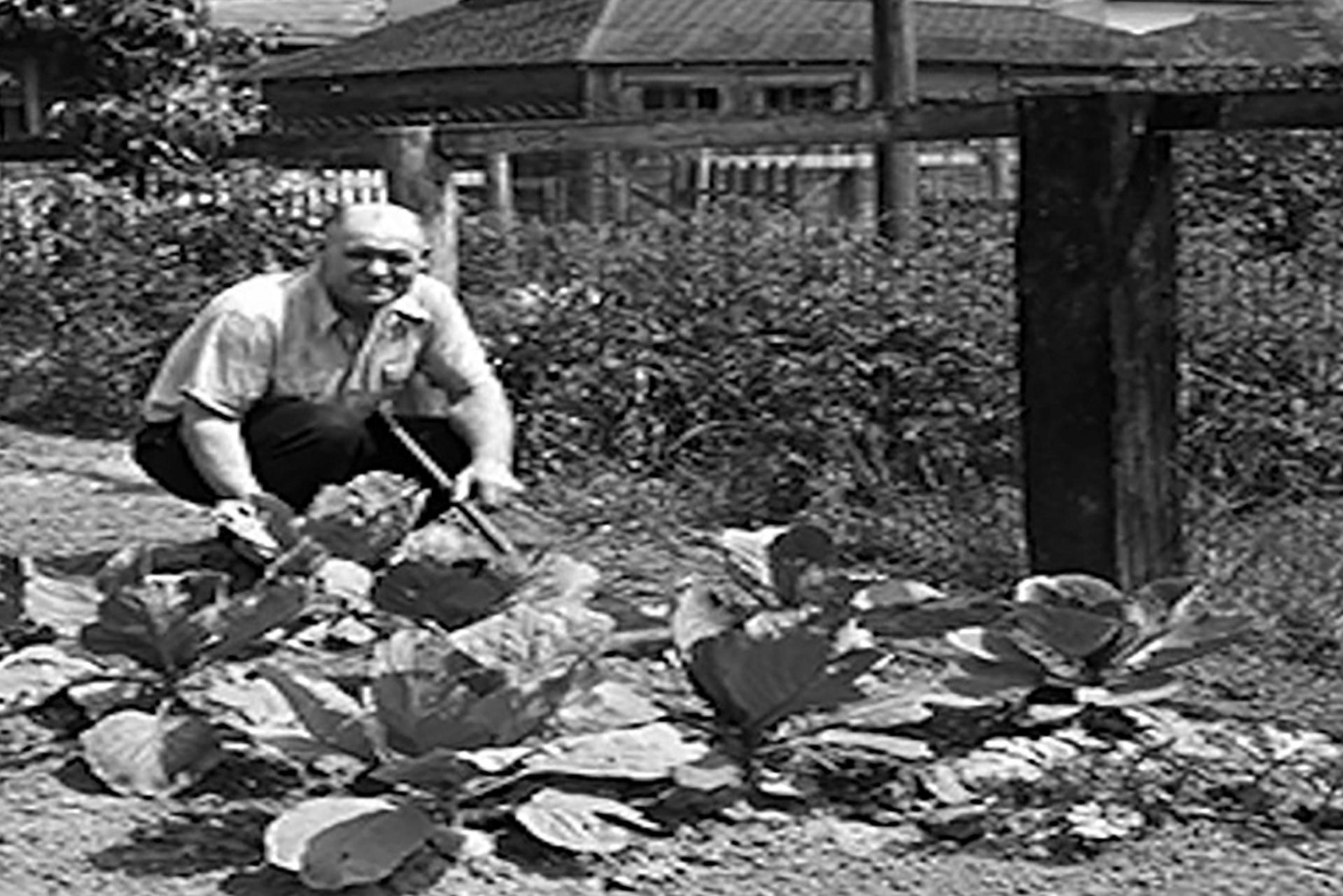 A gardener tends to their crops