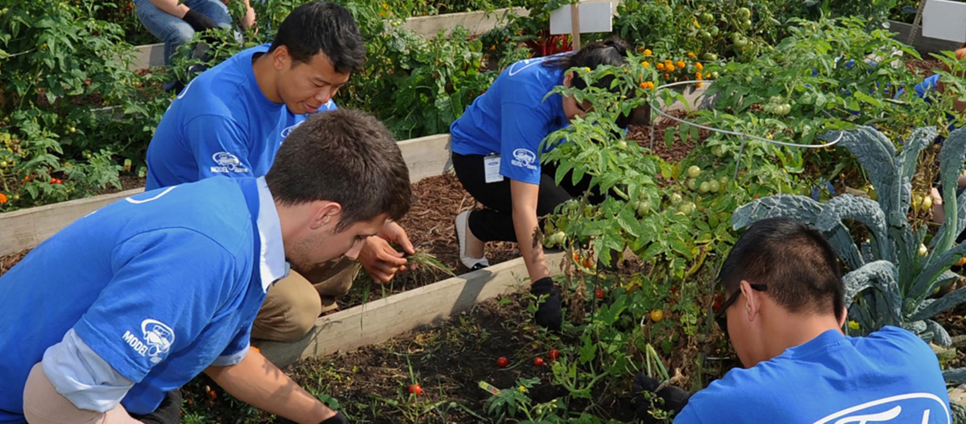 People doing volunteer gardening
