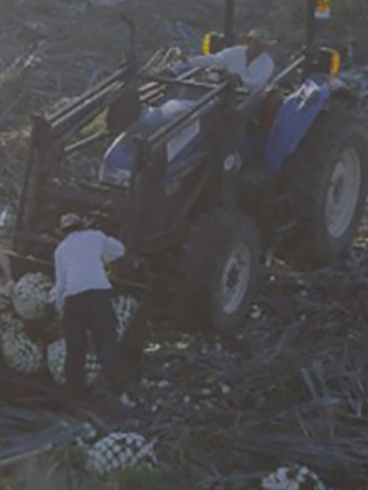 Farm field workers and tractor