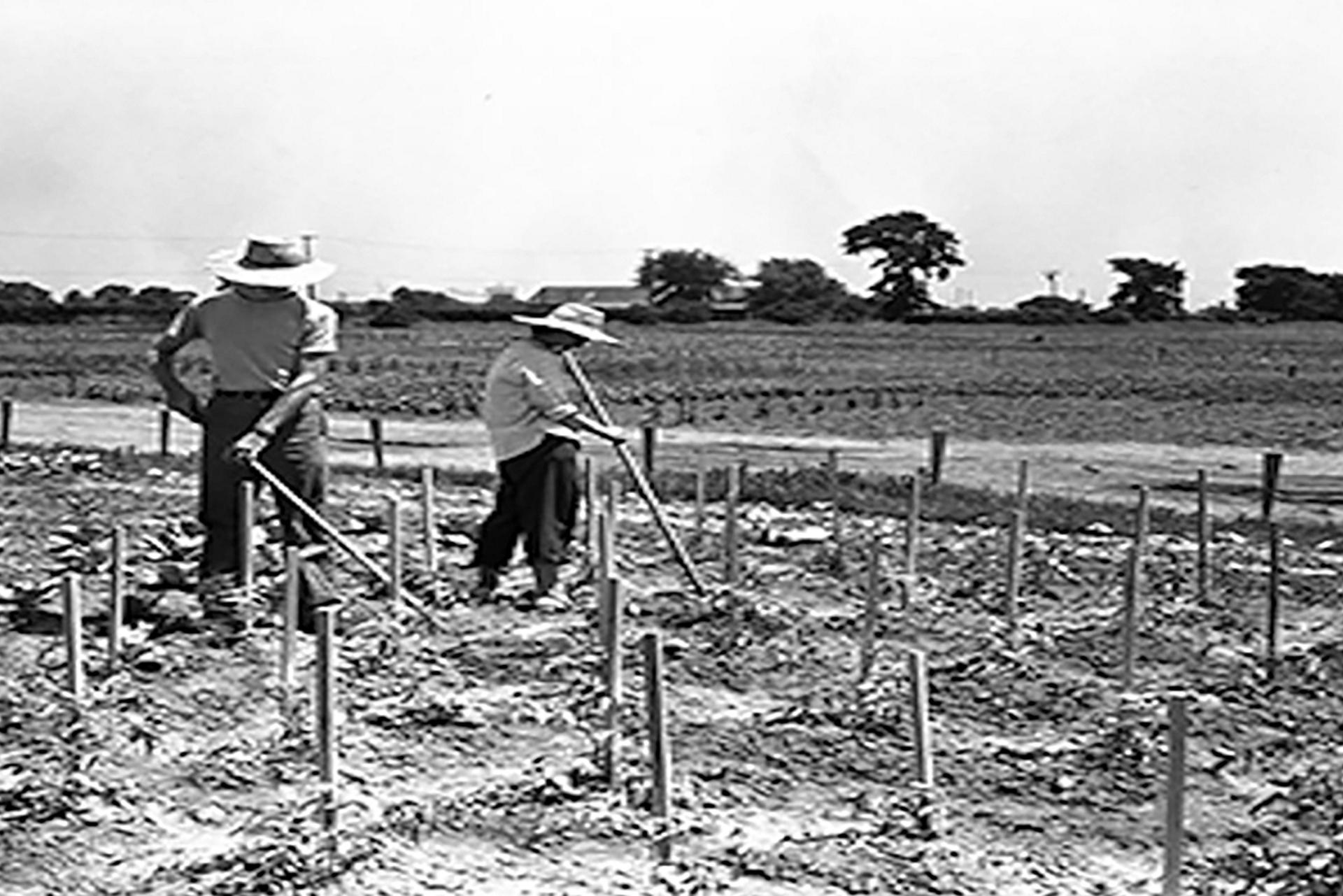 Two farmers work their field