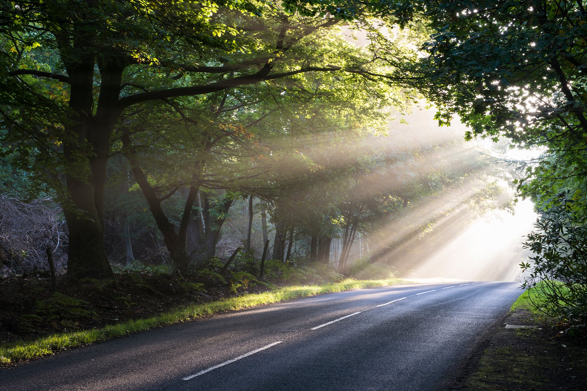 A scenic road with sun shining through it.